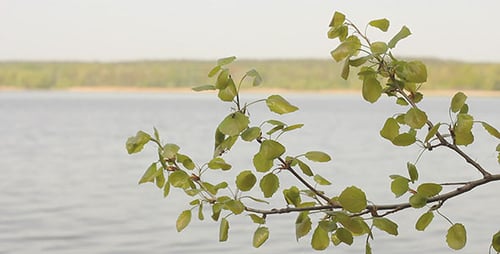 Tree Branches with Leaves near a Calm Lake