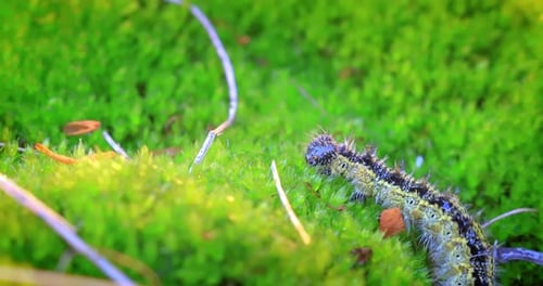 Caterpillar Crawling on Green Moss in Nature