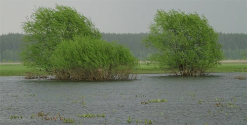Bäume stehen im Wasser