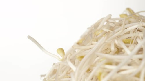 Bean sprouts. Slow Motion.