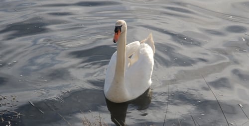 Weißer Schwan auf einer Bucht