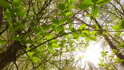 Green Leaves in Spring