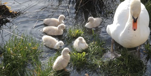 Swan Family with Young Cygnets on Grassy Shore