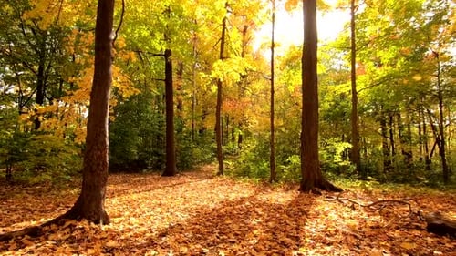Walking Through a Forest in Autumn Sunlight