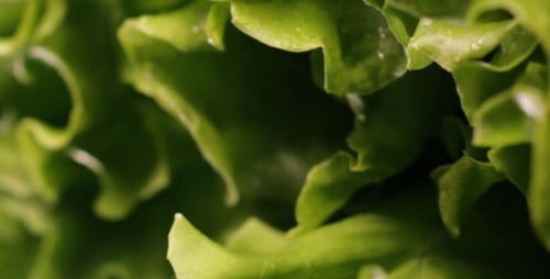 Fresh Green Salad In Macro