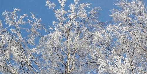 Icy Trees and Grass on a Winter Day