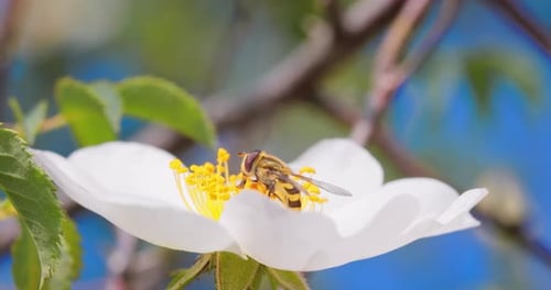 Bee Pollinating White Flower in the Springtime