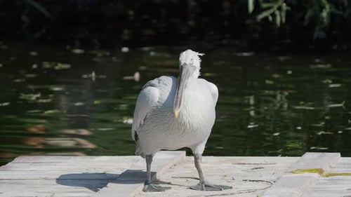 Close Up Portrait of Dalmatian Pelican, Pelecanus Crispus, Staring in Camera, Big Freshwater Bird