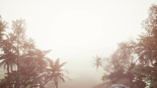 Tropical Palm Rainforest in Fog