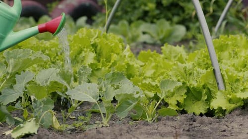 Unrecognizable Person Pouring Water on Blooming Green Cabbage with Watering Can