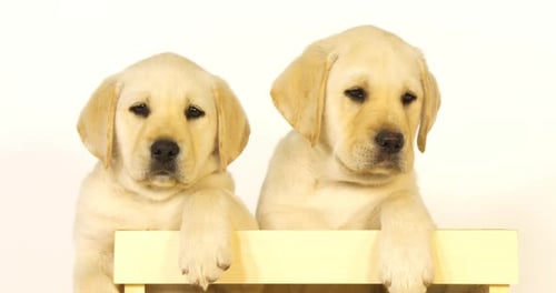 Gelber Labrador-Retriever, Welpen spielen in einer Box auf weißem Hintergrund, Normandie, Zeitlupe 4K
