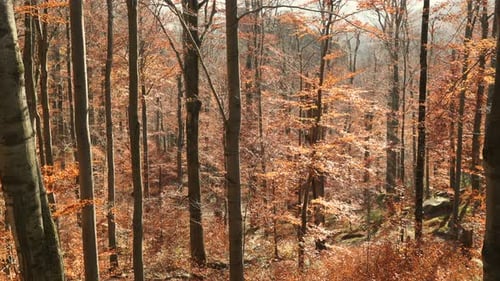 Autumn Beech Forest