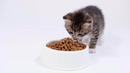 Little Striped Kitten Run Up to Big Bowl with Food and Start Eating Dry Cat Food for Small Kittens
