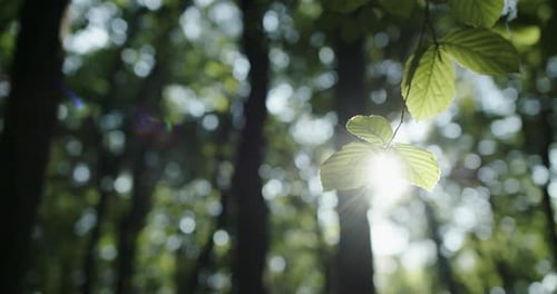 Low Angle Pan Right View of Thin Tree Branch with Green Leaves Against Blurred Forest Scenery with