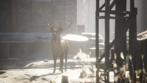 Des cerfs sauvages rôdent dans les rues d'une ville abandonnée