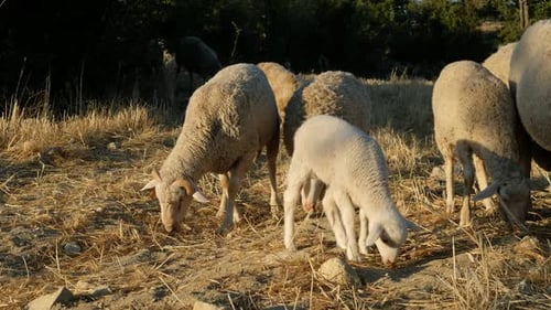 Weidendes Feld der Tiere