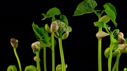 Time Lapse of Green Bean Seedlings Germinating