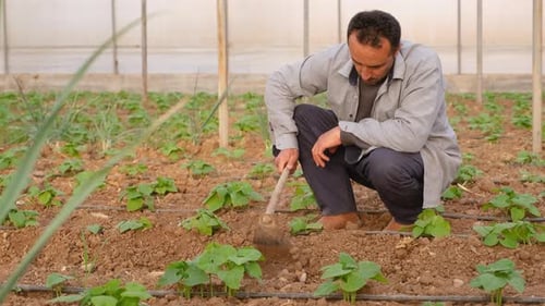 Man Tilling Soil Among Young Plants in Greenhouse