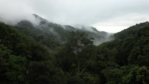 Luftaufnahme der Landschaft von grünem Regenwald und Hügeln an nebligen Tagen per Drohne