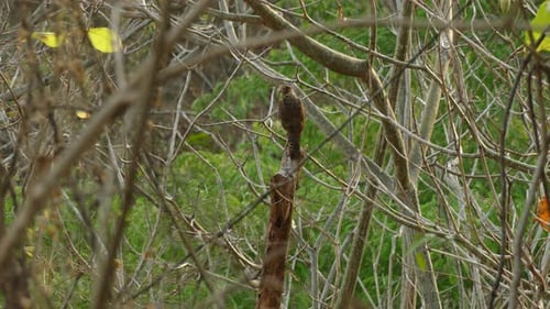 Hawk perched in a forest in nature