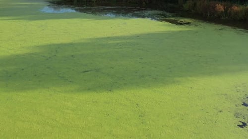 Flug über einen wunderschönen See mit grüner Vegetation