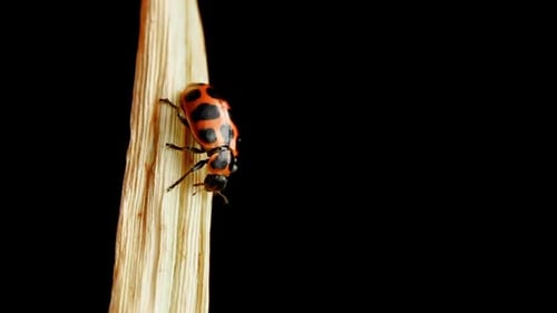 Close-up of Spotted Beetle on Dried Leaf