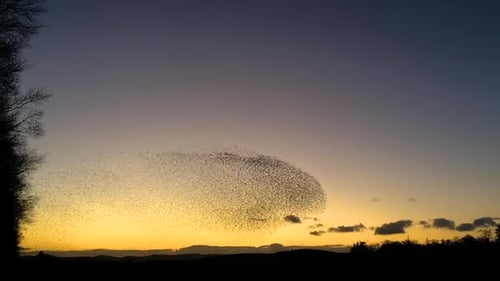 Murmuration d'étourneaux massifs au Tarn Sike Cumbria Uk contre un beau ciel nocturne.