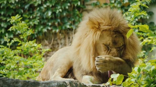 León terrible se lava la cara linda