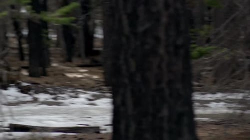 A young man trail running on a snow covered trail in a forest in the mountains.
