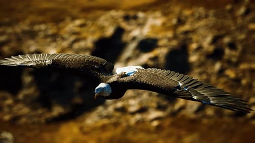 Majestic Bald Eagle Gliding Across a Realistic Rocky Landscape