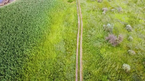Country road among green fields