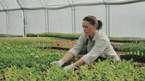 Woman Planting Flowers in Greenhouse, Horticulture