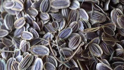 Rotation Fennel Seeds 2