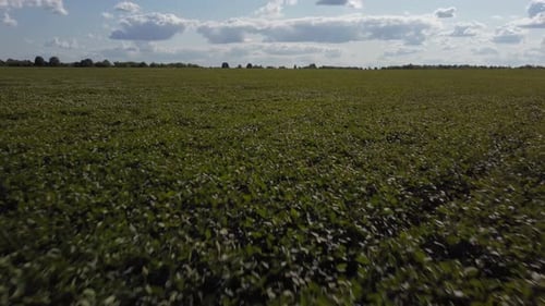 Soybean Field
