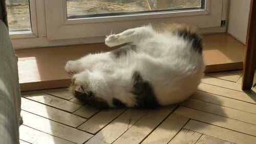 Funny White House Cat Is Played on the Floor