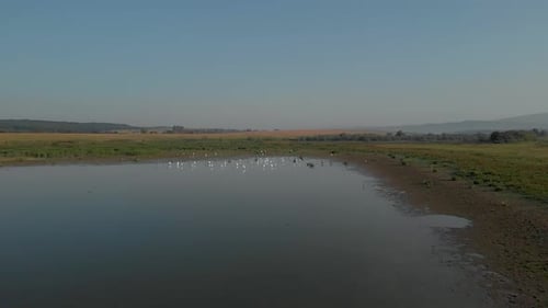 Birds Gather Near Calm Lake in Rural Landscape