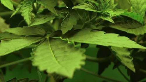 Medizinisches Cannabis hinterlässt winkende Nahaufnahmen