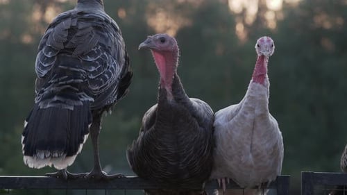 Turkeys Perched on Fence in the Countryside