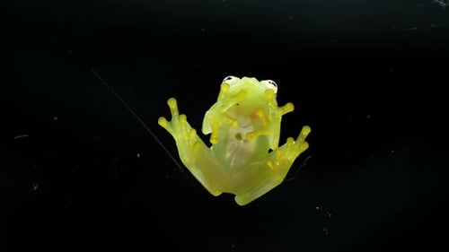 Fleischmann's Glass Frog Body Anatomy Ansicht von unten