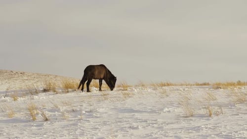 Horse Grazing in Snowy Winter Field