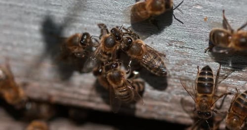 European Honey Bee, apis mellifera, Bees standing at the Entrance of The Hive, Bee Hive in Normandy