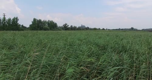 Swamp Among Shrubbery