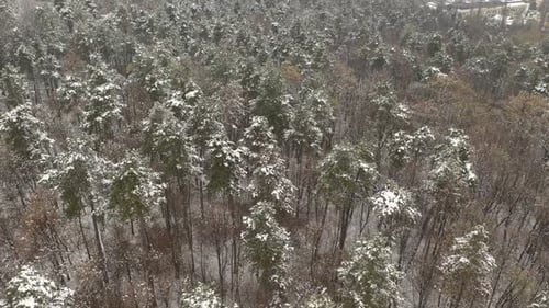 Descending on snowed forest tree tops 4K aerial footage