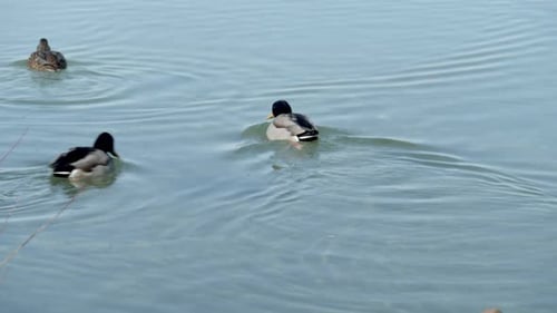 Mallard Ducks Swimming In The Lake To Forage. - close up