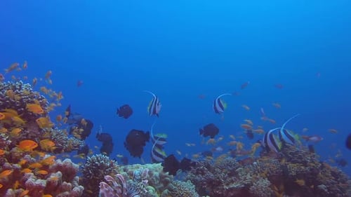 Colorful Tropical Red Sea Seascape