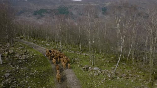 Aerial View of Highland Cattle Herd in Forest