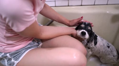 Woman Bathes Small Black and White Dog