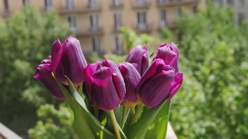 Bouquet of Purple Tulips Against Urban Background
