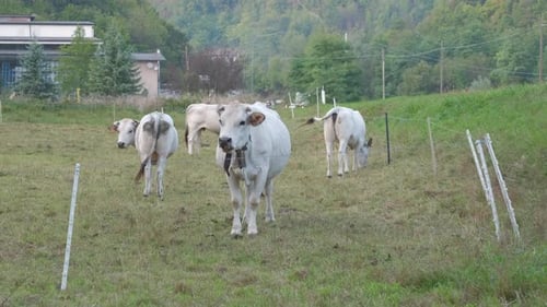 Cows
