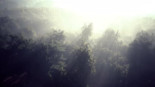Sunlight Through Mist in Ethereal Forest